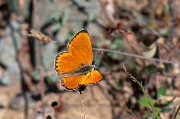 Alev Ateşi » Lycaena kefersteinii » Turkish Fiery Copper