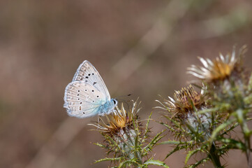 Lycaenidae / Çokgözlü Dafnis / Meleager's Blue / Polyommatus daphnis