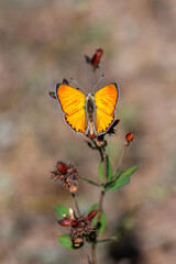 Alev Ateşi » Lycaena kefersteinii » Turkish Fiery Copper