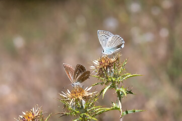 Lycaenidae / Çokgözlü Dafnis / Meleager's Blue / Polyommatus daphnis