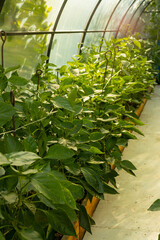 Fresh and green pepper seedlings are grown for sale in the greenhouse. pepper greenhouse.
