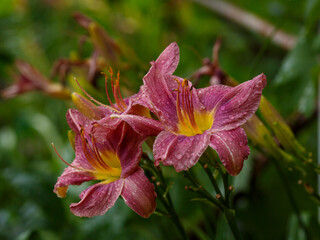 Daylily , or Krasodnev ( lat. Hemerocallis ) is a genus of plants of the subfamily Daylily of the Asphodel family