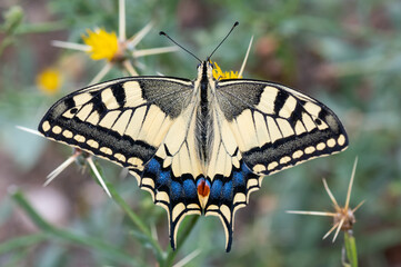 Papilionidae / Kırlangıçkuyruk / Swallowtail / Papilio machaon