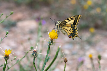 Papilionidae / Kırlangıçkuyruk / Swallowtail / Papilio machaon