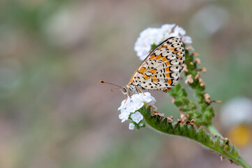 butterfly on flower