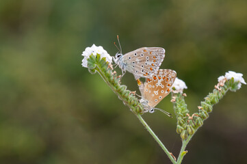 butterfly on a flower