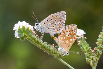 butterfly on a flower