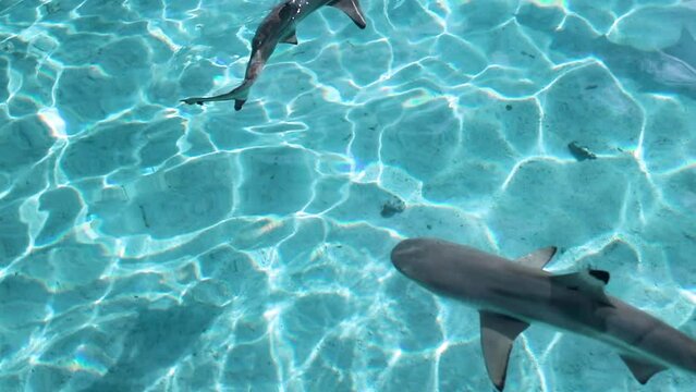 Sharks And Stingrays Swimming In Blue Sea - Bimini, The Bahamas