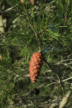 Close-up of pine cone from Aleppo Pine, Pinus halepensis