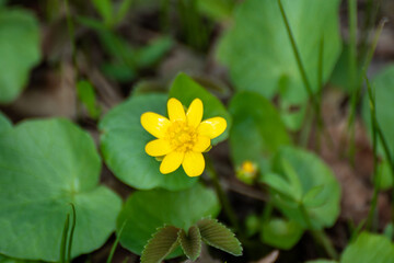 Yellow Lesser celandine, Ficaria verna spring flower macro, nature blossom on green blurred background