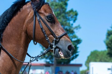 Close Up of the head of a Horse during a Horse Competition at the Equestrian School