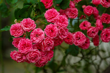 Climbing roses in the garden of red roses. Blooming Roses on the Bush. Growing roses in the garden.
