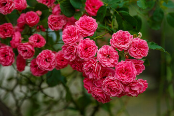 Fototapeta premium Climbing roses in the garden of red roses. Blooming Roses on the Bush. Growing roses in the garden