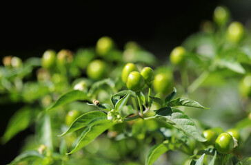 Close up of green chili peppers