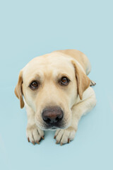 Poortrait labrador retriever dog looking up with sad eyes. Isolated on blue pastel background