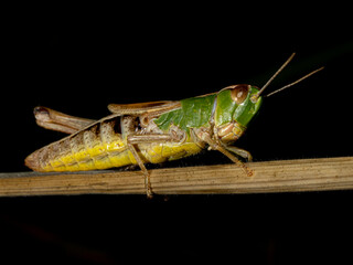 grasshopper on a stalk with one leg missing