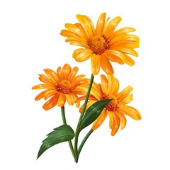 bouquet of flowers heliopsis illustration