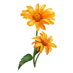 gerbera flower boanical illustration