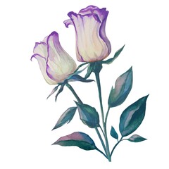 blooming roses in a bunch watercolor illustration