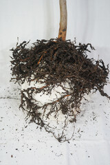 root knot disease of guava caused by nematodes