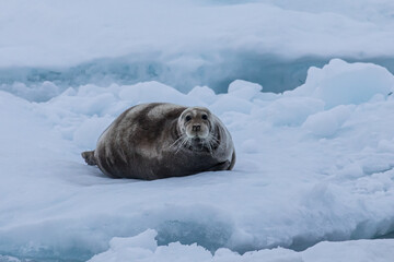 Bartrobbe in Ost-Grönland © Heinz