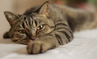 domestic cat on the window