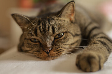 Naklejka premium domestic cat on the window