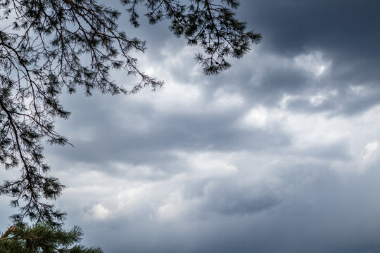 Green pine branches silhouette on stormy cloudy gray sky background. Dramatic cloudscape in evergreen forest - Powered by Adobe
