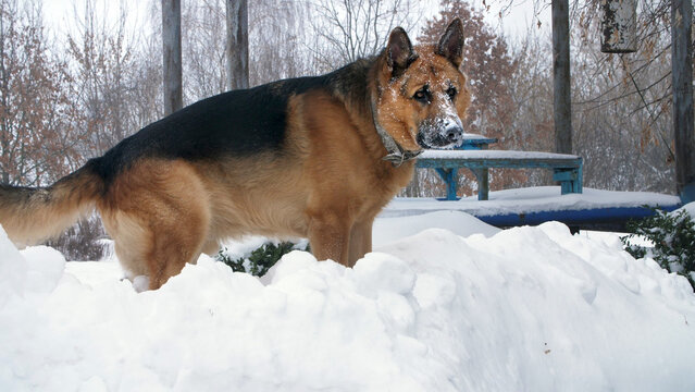 Big German dog, a shepherd, plays and has fun in a large snowdrift. his face is covered with snow. he is happy.