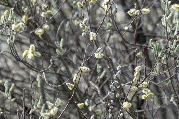 Blossoming branches with fluffy white buds in spring day. Willow catkins in forest on blurred background, Easter holiday symbol
