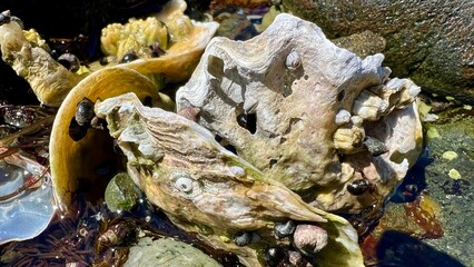 marine life strange shell washed ashore by the ebb of the tide lines unlike one another can be used as a background for a clock or calendar. High quality photo