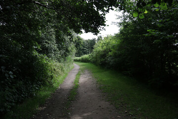 Fototapeta premium Country Lane on a Shady Summer Afternoon