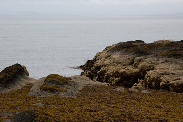 Rocky Outcrop with Seaweed at a Coastal Location