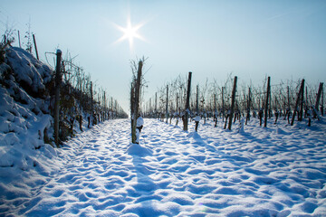 Weinberge Winter Schnee