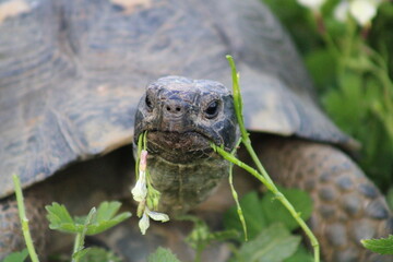 tortue mange 2