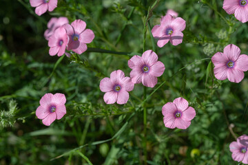 Fototapeta premium Beautiful soft pink flowers of flax (Linum pubescens) on a natural background in the Ben Shemen forest in spring. Israel