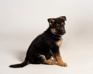 Little cute and adorable puppy of dog german shepperd