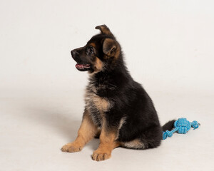 Little cute and adorable puppy of dog german shepperd