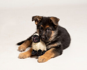 Little cute and adorable puppy of dog german shepperd