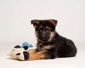 Little cute and adorable puppy of dog german shepperd