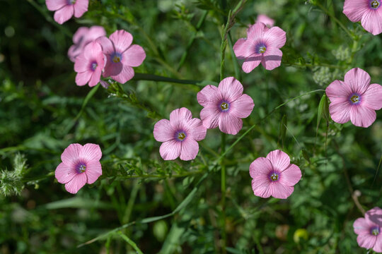 Beautiful soft pink flowers of flax (Linum pubescens) on a natural background in the Ben Shemen forest in spring. Israel