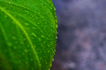 Plant leaf. Nature background. Green leaf with drops of water. Green leaf with drops of water