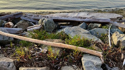 Rathtrevor Beach, Parksville calm Pacific Ocean in Vancouver Island the water went into the sea broken huge trees dried up lie on the beach as if after a storm silence calmness and no people.