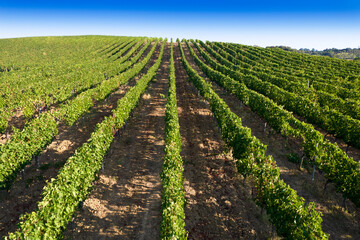 Fototapeta na wymiar Aerial view of the rows of a vineyard in full ripeness