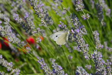 Large white butterfly (Pieris brassicae) perched on lavender in Zurich, Switzerland