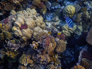 Naklejka na ściany i meble A shot of a reef underwater in the Red Sea.