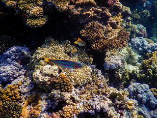 A shot of the reef with Klunzinger's Wrasse (Thalassoma klunzingeri) under water in the Red Sea.