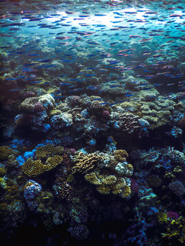 A shot of a reef with a school of small moving fish underwater in the Red Sea off the coast of Marsa Alam. The concept of a blurred photo with no focus point.