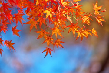 みちのくで見た秋の休日