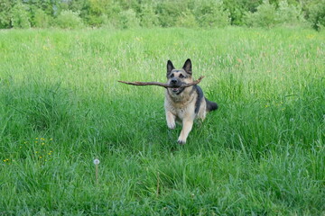 A German shepherd dog plays with a wheel on a green field